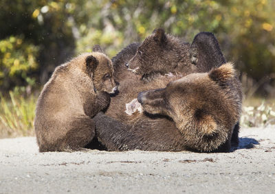 Brown bear with two cubs