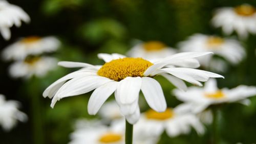 Close-up of white daisy flower