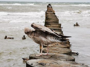 Bird perching on beach