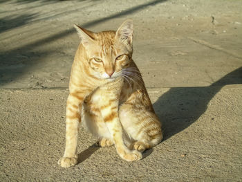 High angle view of tabby cat