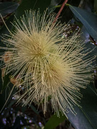 Close-up of flower against blurred background