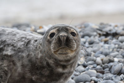 Close-up portrait of an animal