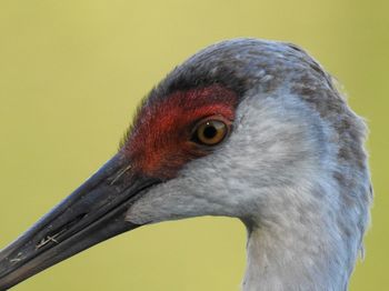 Close-up of a bird looking away