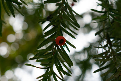 Close-up of ladybug on plant