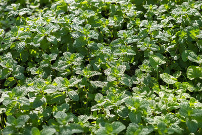 Full frame shot of plants growing on field