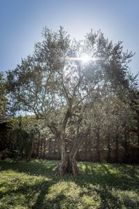 Trees on field against sky