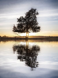Silhouette tree by lake against sky during sunset