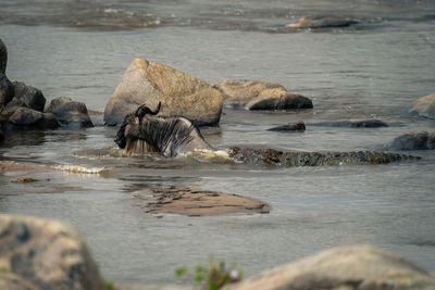 High angle view of crocodile in lake