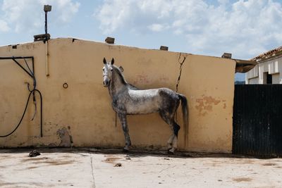 Horse standing against wall