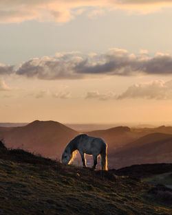 Horse standing on a land