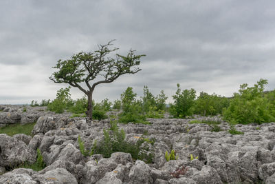 Scenic view of landscape against cloudy sky