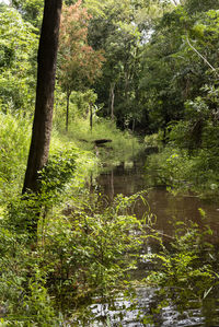 Scenic view of lake amidst trees in forest