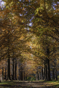 Trees in forest during autumn