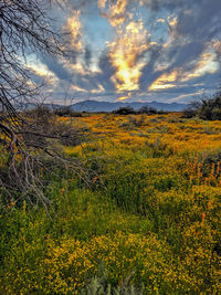 Scenic view of field against cloudy sky