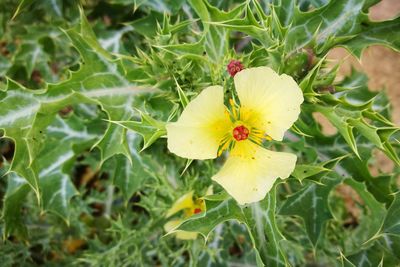 High angle view of yellow flower blooming outdoors