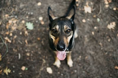 Close-up portrait of dog on field