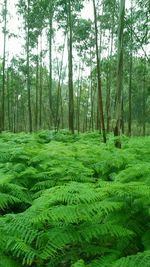 Trees in forest