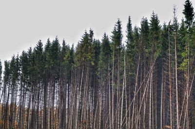 Bamboo trees against sky