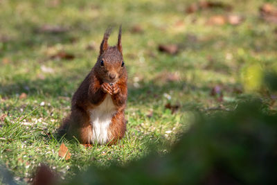 Squirrel collects sunflower seeds in the garden