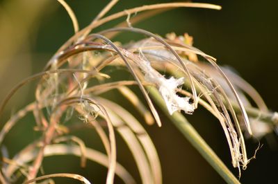 Close-up of insect on plant