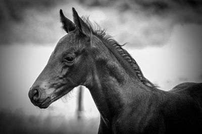 Close-up of a foal