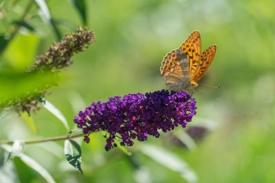 Close-up of butterfly on purple flower