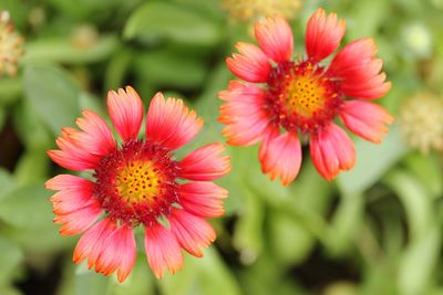 Close-up of red flower