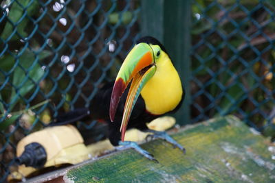 Close-up of yellow bird perching in cage