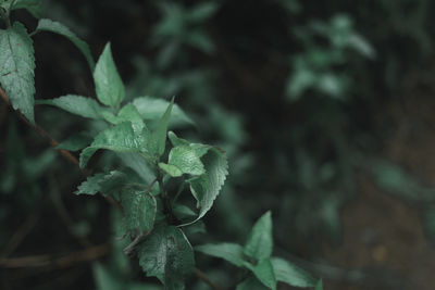 Close-up of green leaves