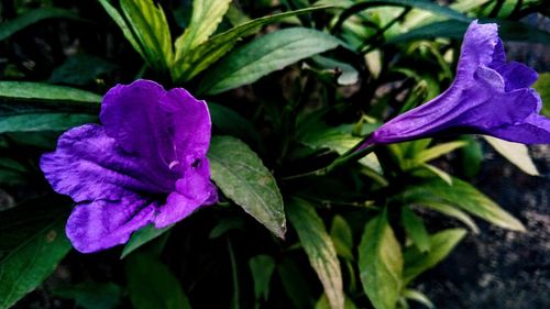 Close-up of purple iris flower