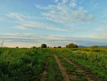 Scenic view of field against sky