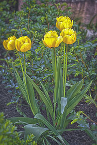 Close-up of yellow flowering plant on field