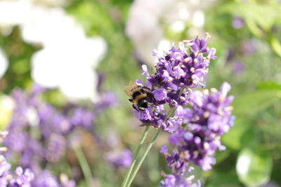 Bee pollinating on purple flowering plant