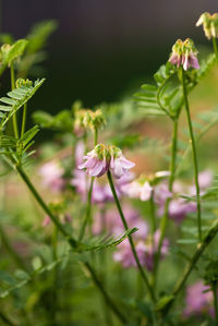 Close-up of purple flowering plant