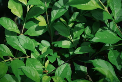 Full frame shot of green leaves