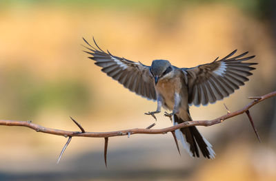 Close-up of bird flying