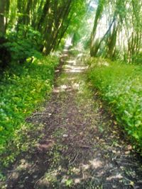 Footpath in forest