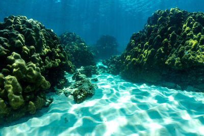 View of coral swimming in sea