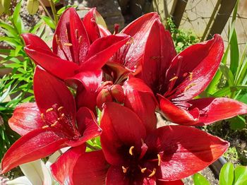 Close-up of water drops on red flowering plant