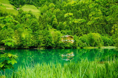 Scenic view of lake in forest