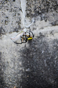 Close-up of spider on wall