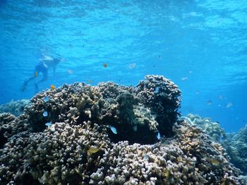 Shirtless man snorkeling over coral undersea