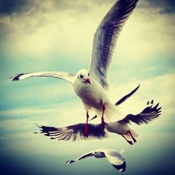 Low angle view of seagulls flying against sky