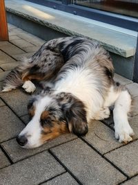 High angle view of dog sleeping on footpath