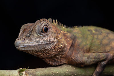 Close-up of lizard