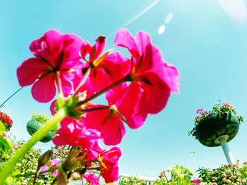 Low angle view of pink flowers