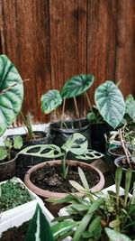 Close-up of potted plants