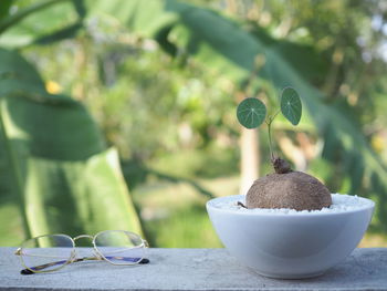 Close-up of succulent plant in bowl on table