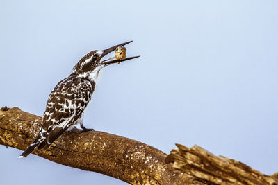 Bird perching on a tree