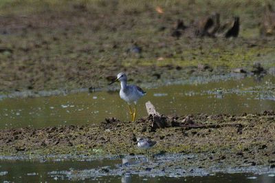 Seagull perching on a land